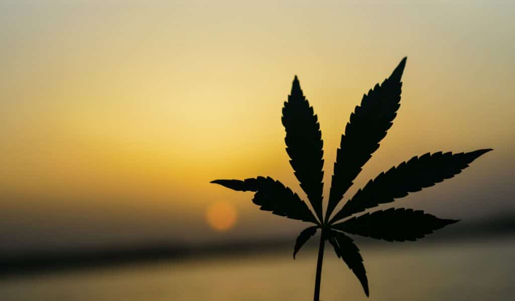 an image of marijuana, representing the need for marijuana rehab
