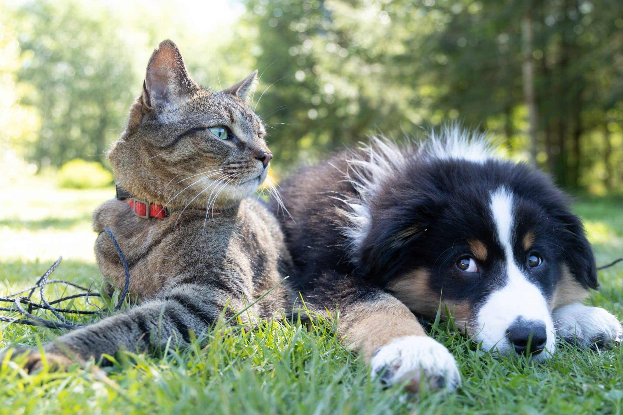 pet friendly rehab in orange county | Renaissance Recovery