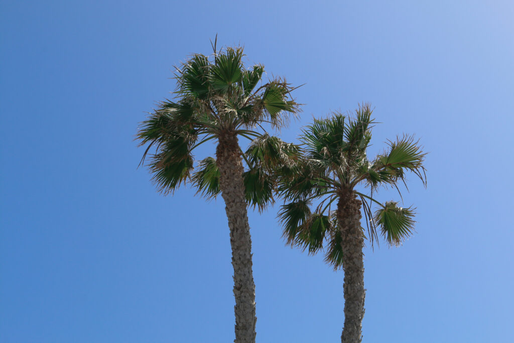 2 palm trees in the sun with blue skies behind them