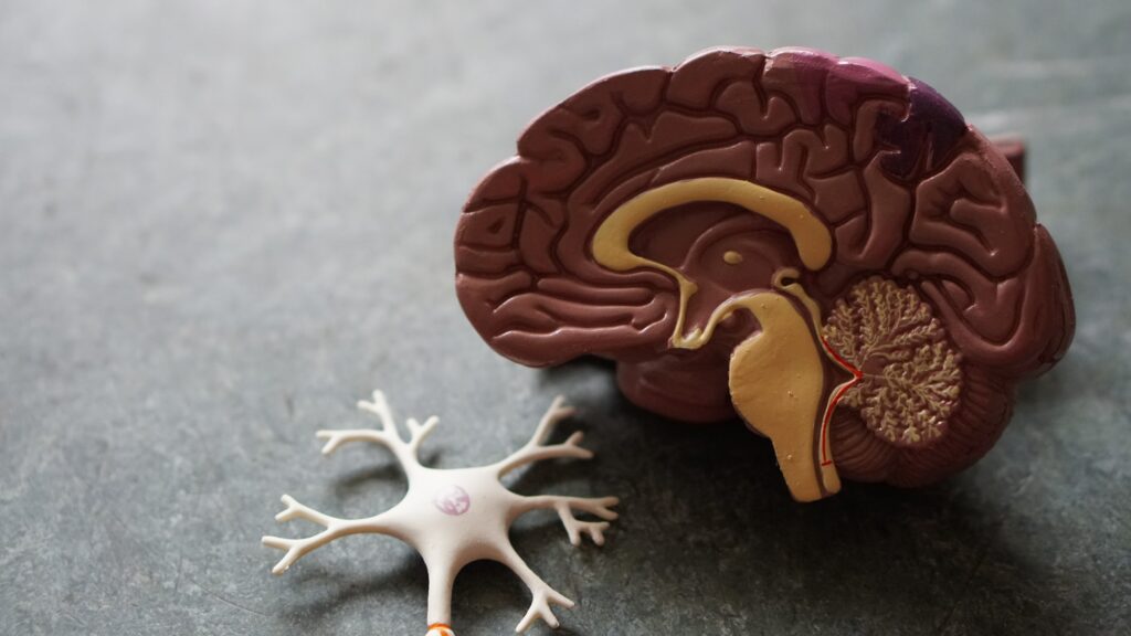 medical props showing the inside of a brain