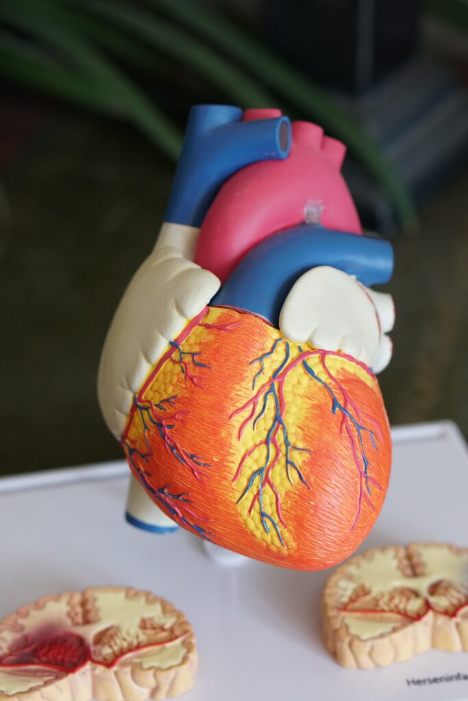 medical prop showing what a heart looks like and the different parts of a heart