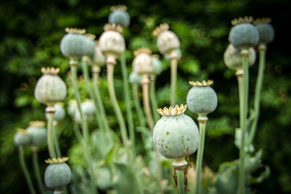 an image of a poppy plant, where heroin is derived from