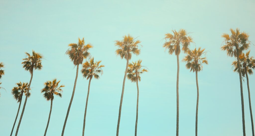 Palm trees agains a blue sky to represent a california sober lifestyle. 
