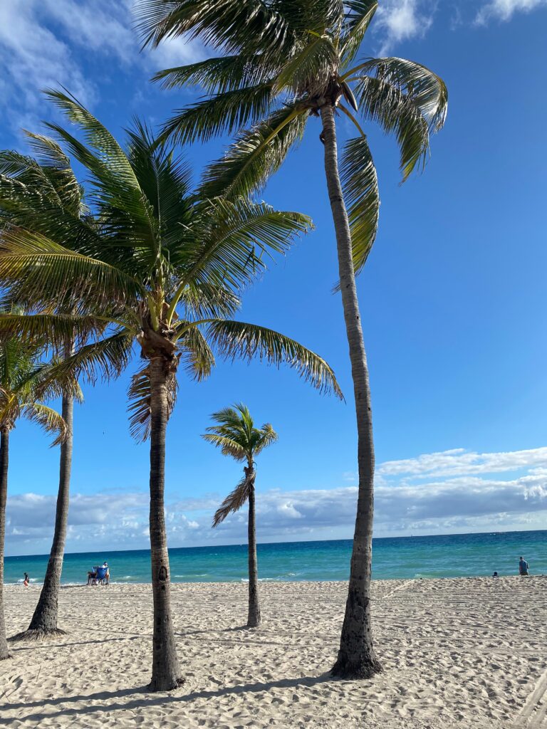 palm trees on beach representing rehab in lantana fl